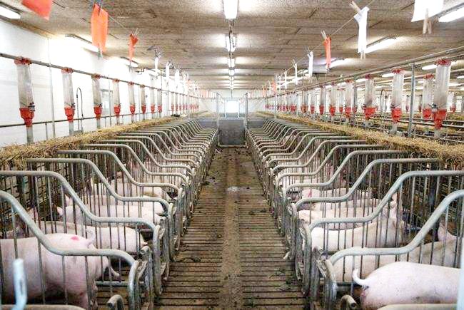 豬肉價格低位運行 “豬周期”拐點何時出現(xiàn)？