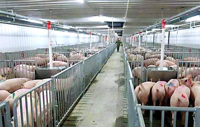 豬肉價格低位運行 “豬周期”拐點何時出現(xiàn)？